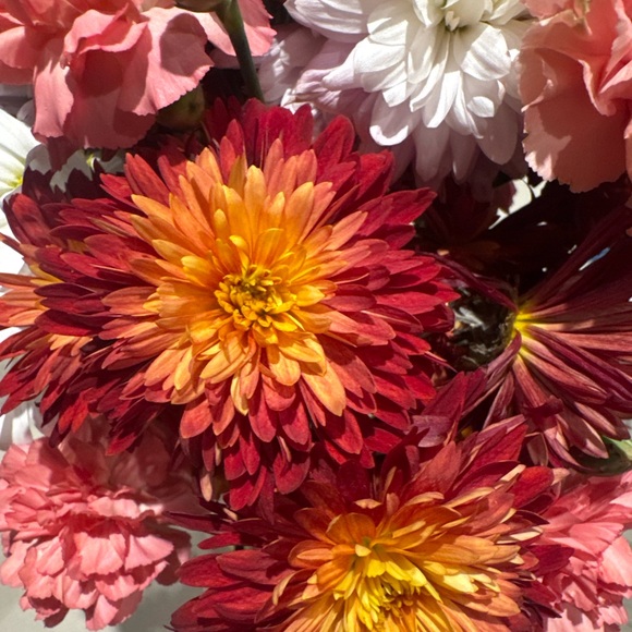 Meet your Posher, Junia - Picture 1 of 1